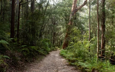 Fyans Creek Loop